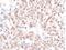 Chromatin Assembly Factor 1 Subunit A antibody, NB100-74609, Novus Biologicals, Immunohistochemistry frozen image 