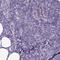 Transmembrane Protein 11 antibody, HPA051795, Atlas Antibodies, Immunohistochemistry frozen image 
