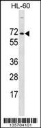 2-Phosphoxylose Phosphatase 1 antibody, 58-391, ProSci, Western Blot image 