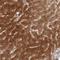 GLGB antibody, HPA038074, Atlas Antibodies, Immunohistochemistry frozen image 