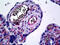 Endothelium antibody, 51-993, ProSci, Immunohistochemistry frozen image 