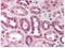 Cullin 5 antibody, A01925, Boster Biological Technology, Immunohistochemistry frozen image 