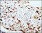 DnaJ Heat Shock Protein Family (Hsp40) Member B1 antibody, 251864, Abbiotec, Immunohistochemistry paraffin image 
