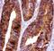 Forkhead Box O3 antibody, LS-C344049, Lifespan Biosciences, Immunohistochemistry frozen image 