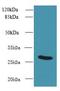 UTP23 Small Subunit Processome Component antibody, LS-C379682, Lifespan Biosciences, Western Blot image 