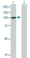 Trophinin Associated Protein antibody, H00010024-B01P, Novus Biologicals, Western Blot image 