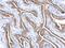 Gelsolin antibody, NBP1-33604, Novus Biologicals, Immunohistochemistry paraffin image 