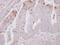 Sorting Nexin 2 antibody, PA5-30178, Invitrogen Antibodies, Immunohistochemistry paraffin image 