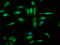 EYA Transcriptional Coactivator And Phosphatase 4 antibody, LS-C673616, Lifespan Biosciences, Immunofluorescence image 