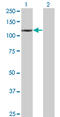 Death Domain Associated Protein antibody, LS-C197023, Lifespan Biosciences, Western Blot image 