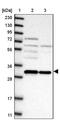Gem Nuclear Organelle Associated Protein 8 antibody, PA5-55920, Invitrogen Antibodies, Western Blot image 