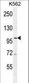 DEAD-Box Helicase 27 antibody, LS-C167332, Lifespan Biosciences, Western Blot image 