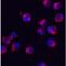 Serine And Arginine Rich Splicing Factor 3 antibody, LS-C336289, Lifespan Biosciences, Immunofluorescence image 