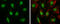 SWI/SNF Related, Matrix Associated, Actin Dependent Regulator Of Chromatin, Subfamily A, Member 4 antibody, GTX132121, GeneTex, Immunocytochemistry image 