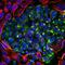 Peripherin antibody, M06787-2, Boster Biological Technology, Immunofluorescence image 