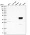 Alcohol Dehydrogenase 4 (Class II), Pi Polypeptide antibody, HPA020525, Atlas Antibodies, Western Blot image 