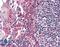 Casein Kinase 1 Epsilon antibody, LS-B2412, Lifespan Biosciences, Immunohistochemistry frozen image 