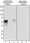 Tau, 1-223 antibody, 851302, BioLegend, Western Blot image 