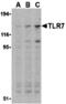 Toll Like Receptor 7 antibody, MBS150192, MyBioSource, Western Blot image 