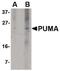 BCL2 Binding Component 3 antibody, MA5-15754, Invitrogen Antibodies, Western Blot image 