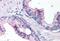 Interleukin-24 antibody, MBS240855, MyBioSource, Immunohistochemistry paraffin image 