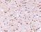 Neuronal Pentraxin 2 antibody, NBP1-76899, Novus Biologicals, Immunohistochemistry frozen image 