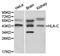 HLA class I histocompatibility antigen, Cw-7 alpha chain antibody, orb129631, Biorbyt, Western Blot image 