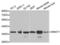 MNAT1 Component Of CDK Activating Kinase antibody, LS-C335190, Lifespan Biosciences, Western Blot image 