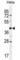 Olfactory Receptor Family 10 Subfamily H Member 4 antibody, abx026258, Abbexa, Western Blot image 