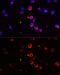 Interleukin 1 Beta antibody, GTX55675, GeneTex, Immunofluorescence image 