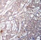 NFKB Inhibitor Beta antibody, abx000313, Abbexa, Immunohistochemistry frozen image 