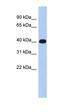 Ermin antibody, orb326079, Biorbyt, Western Blot image 