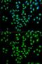 USO1 Vesicle Transport Factor antibody, GTX33578, GeneTex, Immunocytochemistry image 