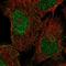 Double C2 Domain Alpha antibody, HPA065676, Atlas Antibodies, Immunofluorescence image 