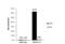 SWI/SNF Related, Matrix Associated, Actin Dependent Regulator Of Chromatin Subfamily C Member 1 antibody, NBP2-20415, Novus Biologicals, Chromatin Immunoprecipitation image 