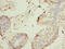 Kell Metallo-Endopeptidase (Kell Blood Group) antibody, CSB-PA012148LA01HU, Cusabio, Immunohistochemistry paraffin image 