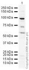 CAGH44 antibody, ab16046, Abcam, Western Blot image 