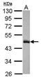 PHD Finger Protein 6 antibody, PA5-30853, Invitrogen Antibodies, Western Blot image 