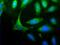 HOMER1 antibody, PA5-23023, Invitrogen Antibodies, Immunofluorescence image 