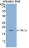 Glycocalicin antibody, LS-C701160, Lifespan Biosciences, Western Blot image 