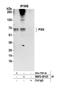 PX Domain Containing Serine/Threonine Kinase Like antibody, NBP2-59125, Novus Biologicals, Western Blot image 