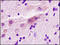 Adrenoceptor Alpha 2A antibody, 251433, Abbiotec, Immunohistochemistry paraffin image 