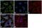 ATP5A antibody, PA5-29202, Invitrogen Antibodies, Immunofluorescence image 