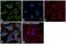 ATPM antibody, PA5-29202, Invitrogen Antibodies, Immunofluorescence image 