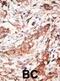 Docking Protein 4 antibody, abx033623, Abbexa, Immunohistochemistry paraffin image 