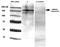 Creatine Kinase, M-Type antibody, orb99067, Biorbyt, Western Blot image 