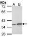 OTU Deubiquitinase, Ubiquitin Aldehyde Binding 1 antibody, PA5-21402, Invitrogen Antibodies, Western Blot image 