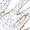 KH domain-containing, RNA-binding, signal transduction-associated protein 2 antibody, A09665, Boster Biological Technology, Immunohistochemistry frozen image 