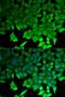 Lipopolysaccharide Induced TNF Factor antibody, orb167375, Biorbyt, Immunofluorescence image 