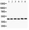 CD25 antibody, PA5-79493, Invitrogen Antibodies, Western Blot image 